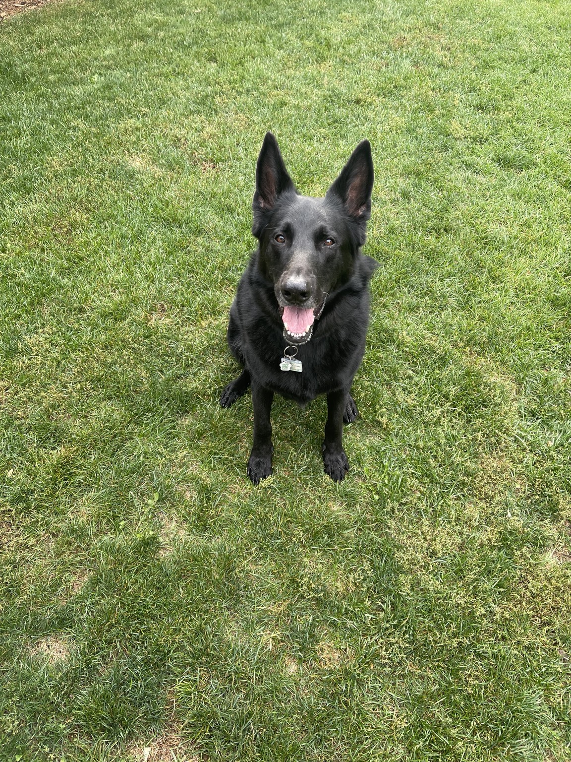 A black German shepherd outdoors on the grass